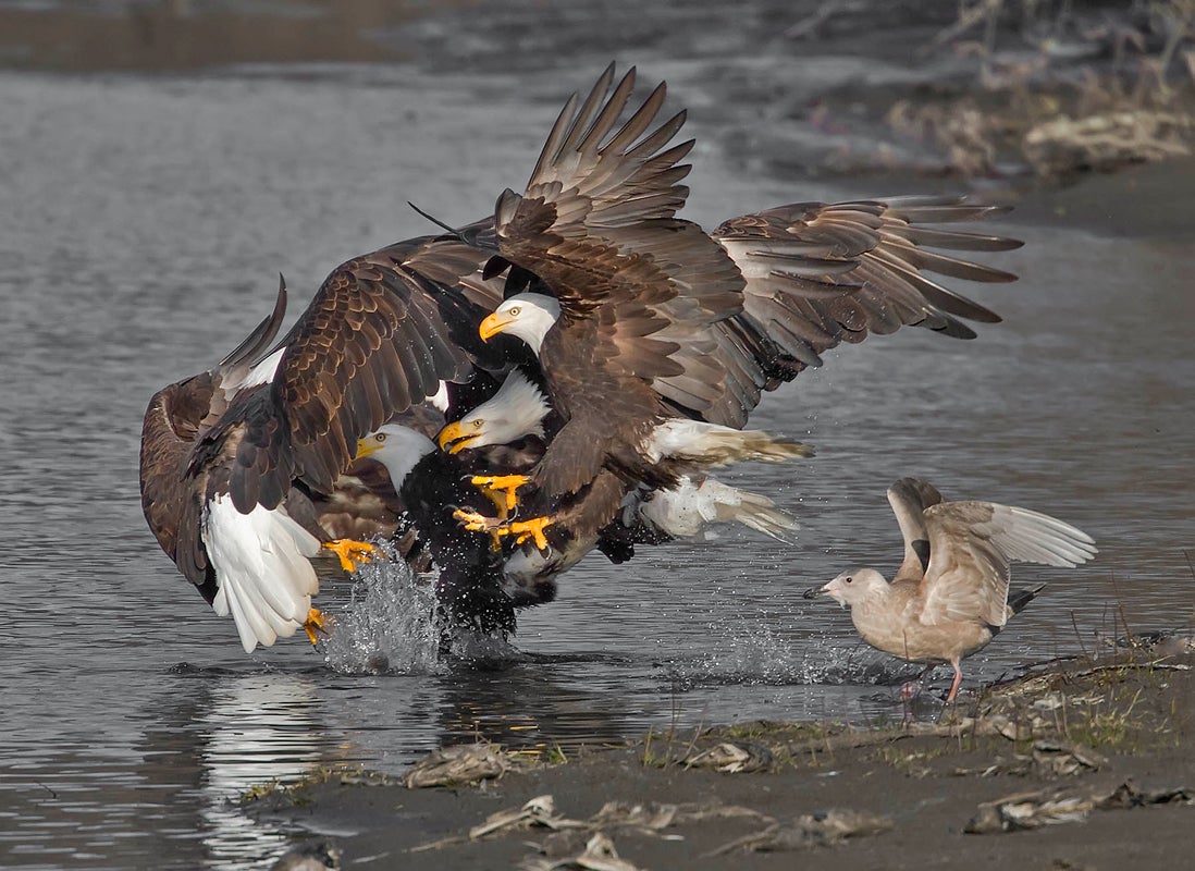 Bald Eagles and Glaucous-winged Gull. Robert Coonrad/Audubon Photography Awards