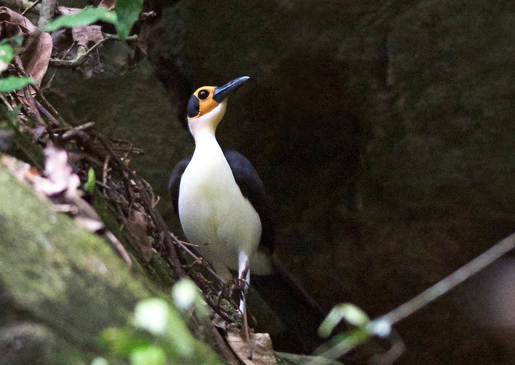 A White-necked Picathartes. Ken Behrens
