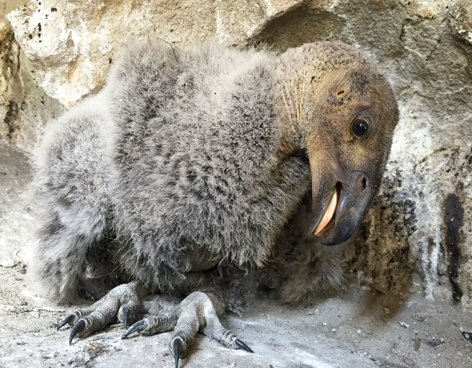A small resurgence of wild condor chicks shows promising signs for the recovery of the species. Joseph Brandt/USFWS