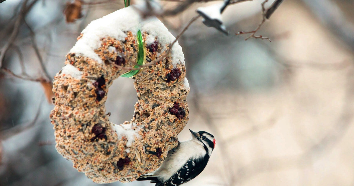 How to Make a Birdseed Wreath