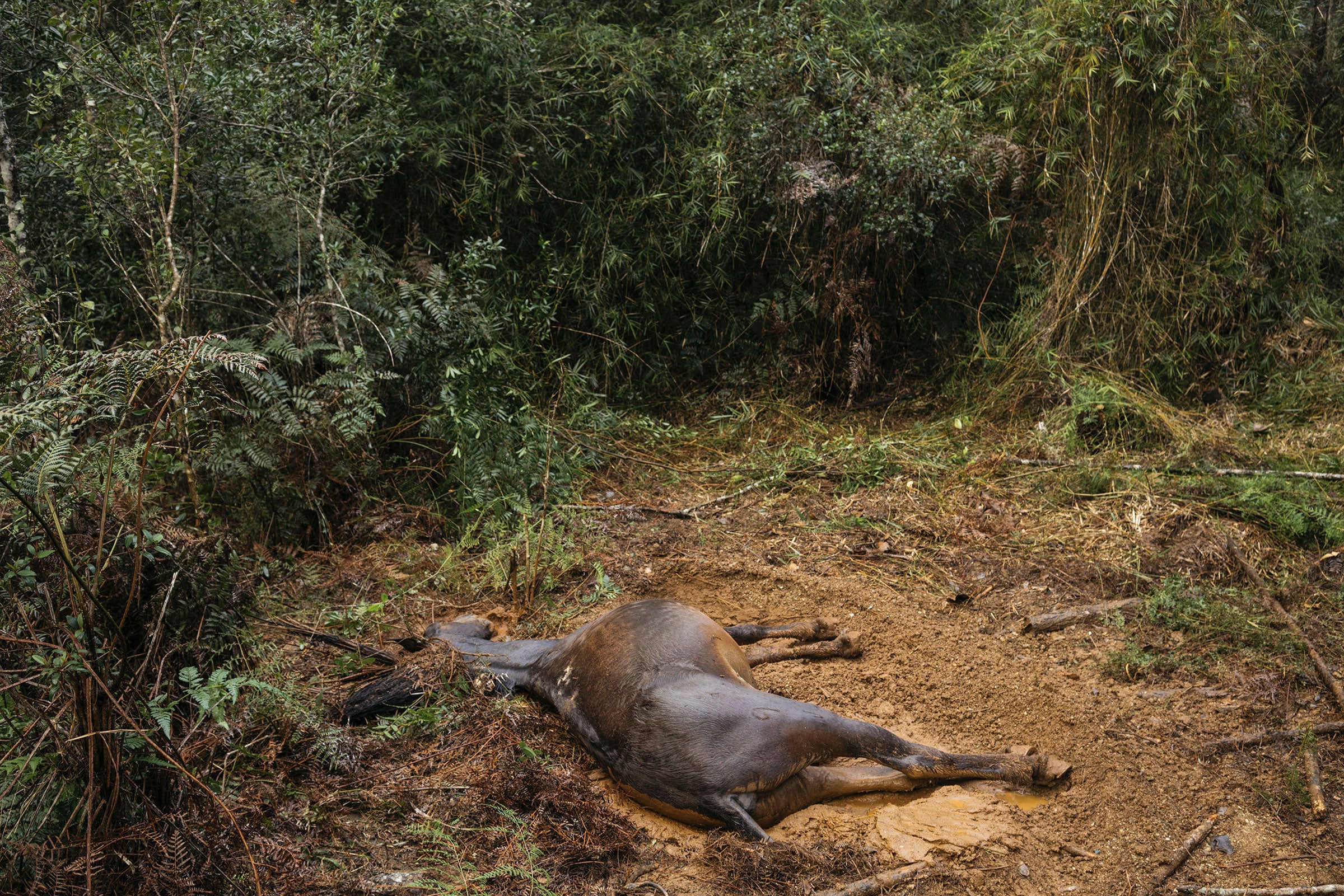 A dead mule lies in a dirt patch after passing away in the middle of the night from unknown circumstances, forcing the searchers to move their campsite. Greg Kahn