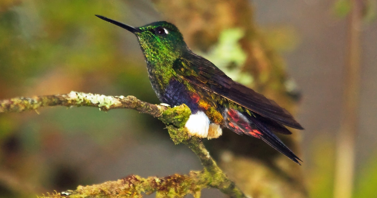 Ebps Bird The Tales Behind eBird’s Most Extraordinary Finds | Audubon