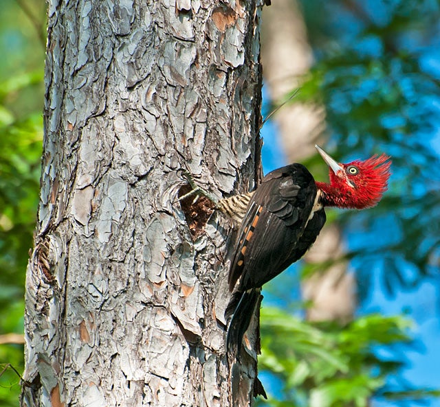 The Robust Woodpecker (pictured above) is another one of the Helmeted Woodpecker's role models. Dario Sanches/Flickr Creative Commons