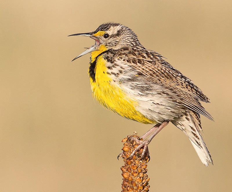 Western Meadowlark. Kurt Bowman/Audubon Photography Awards