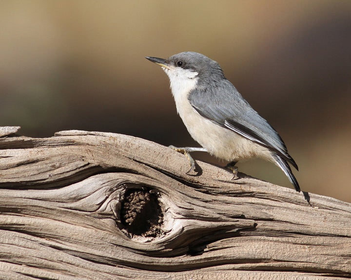 The Pygmy Nuthatch can be found in flocks around New Mexico and the American West. Clyde Dexter/Audubon Photography Awards