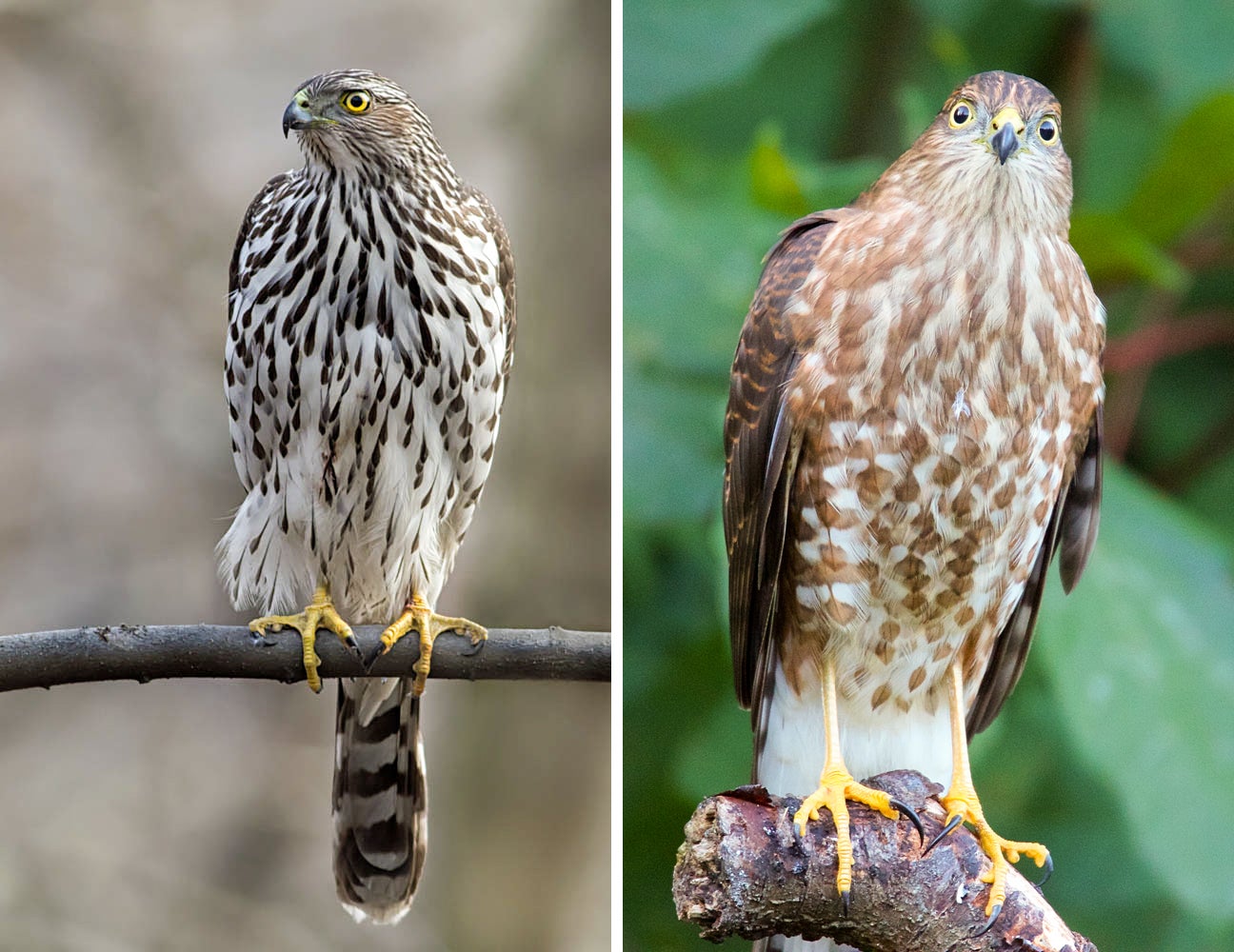 From left: Juvenile Cooper's Hawk. Photo: Sharron Crocker/Audubon Photography Awards; Juvenile Sharp-shinned Hawk. Photo: Jerry McFarland