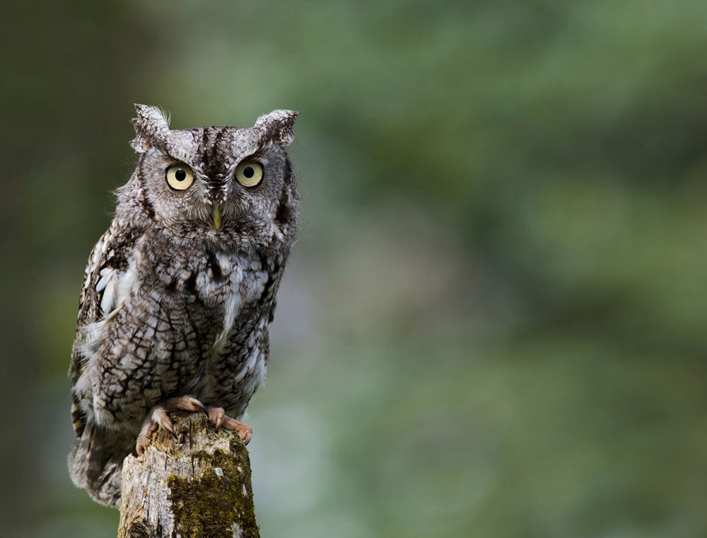 Eastern Screech-Owl. Jen St. Louis/Audubon Photography Awards