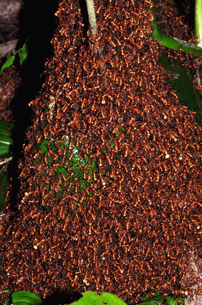 An army ant swarm in Costa Rica. Pavel Kirillov/Flickr Creative Commons