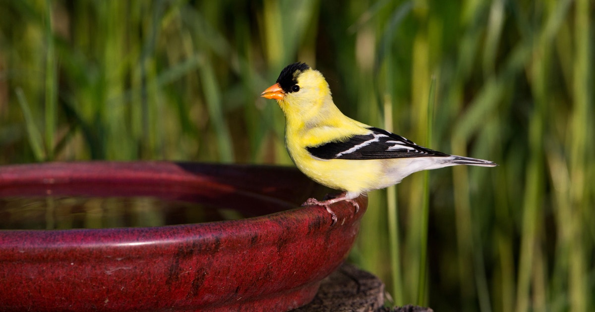 What is a Mississippi Bird Bath: Stunning Outdoor Decor Ideas