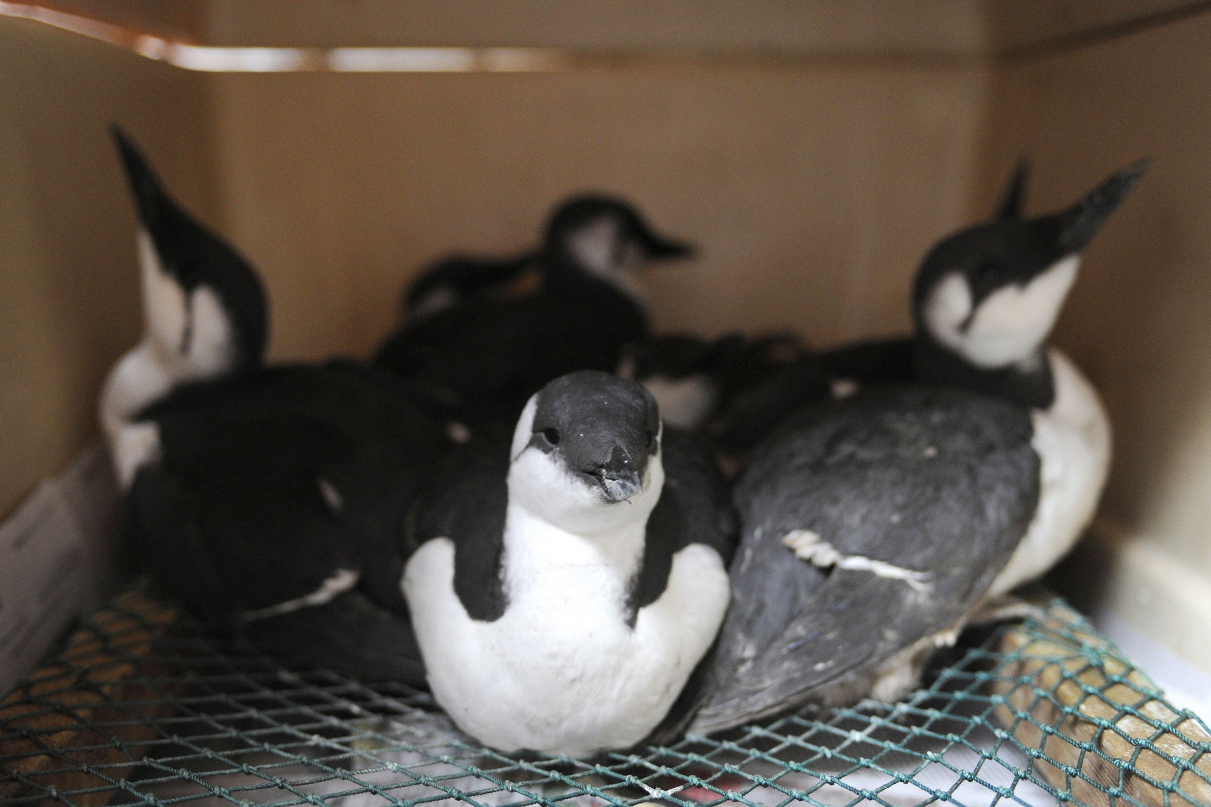 These (live) Common Murres were examined and then released back into the wild. <a href="http://www.adn.com/article/20160105/massive-seabird-die-lines-whittier-beaches-carcasses">Bill Roth/ADN</a>