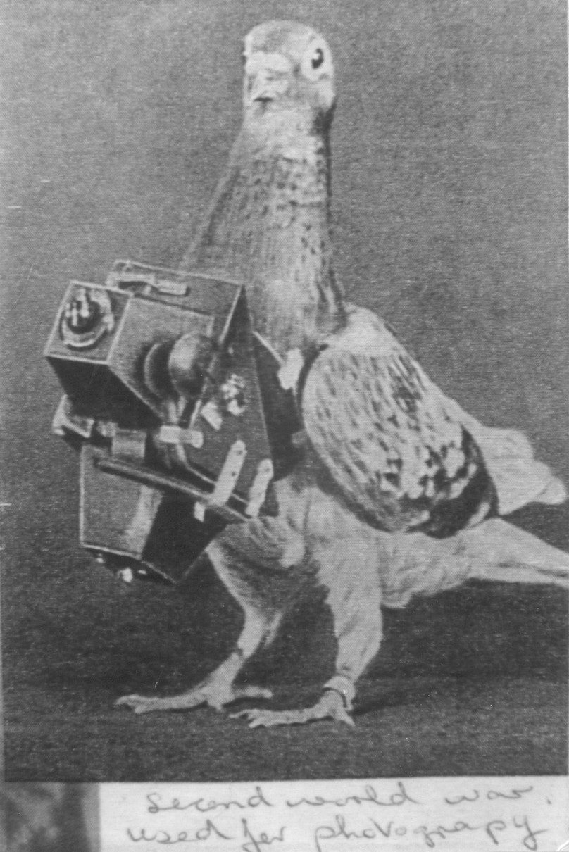 Eyes In The Sky A Short History Of Bird Spies Audubon eyes-in-the-sky-a-short-history-of-bird-spies-audubon