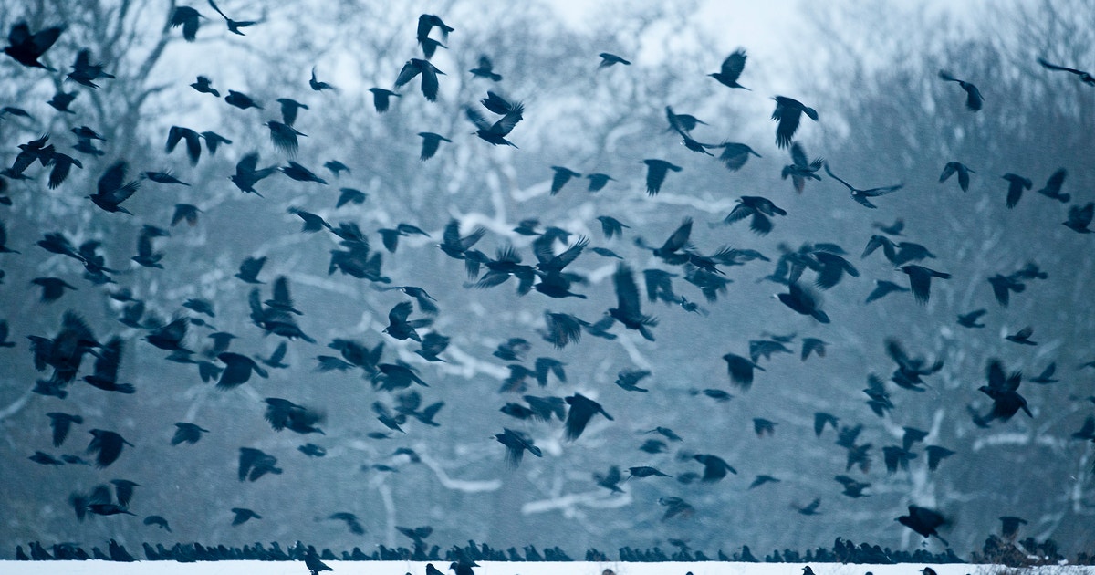 No, It’s Not Actually a Murder of Crows