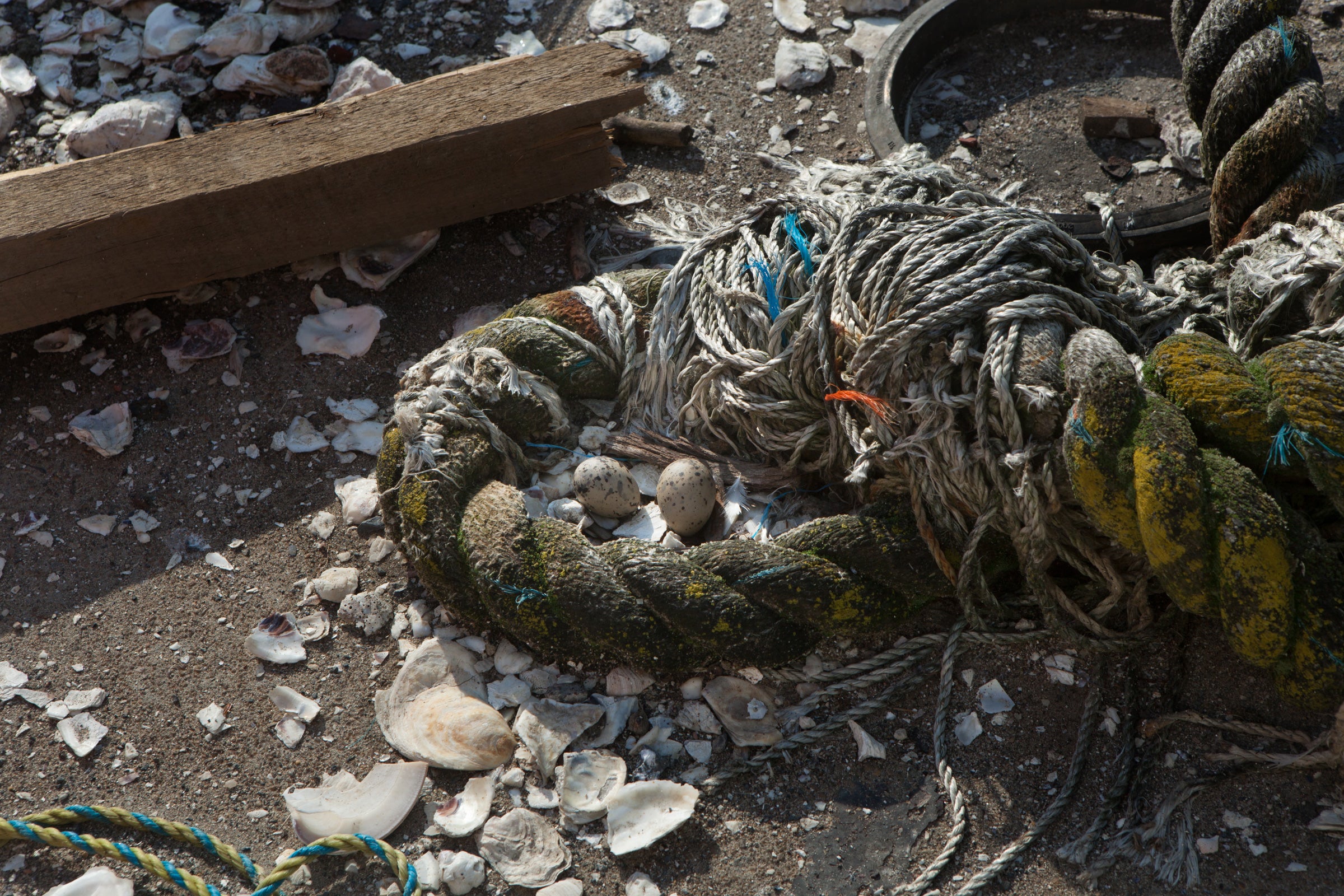 Common Tern eggs among the oyster shells that NYC Audubon placed on Lima Pier. Camilla Cerea/Audubon
