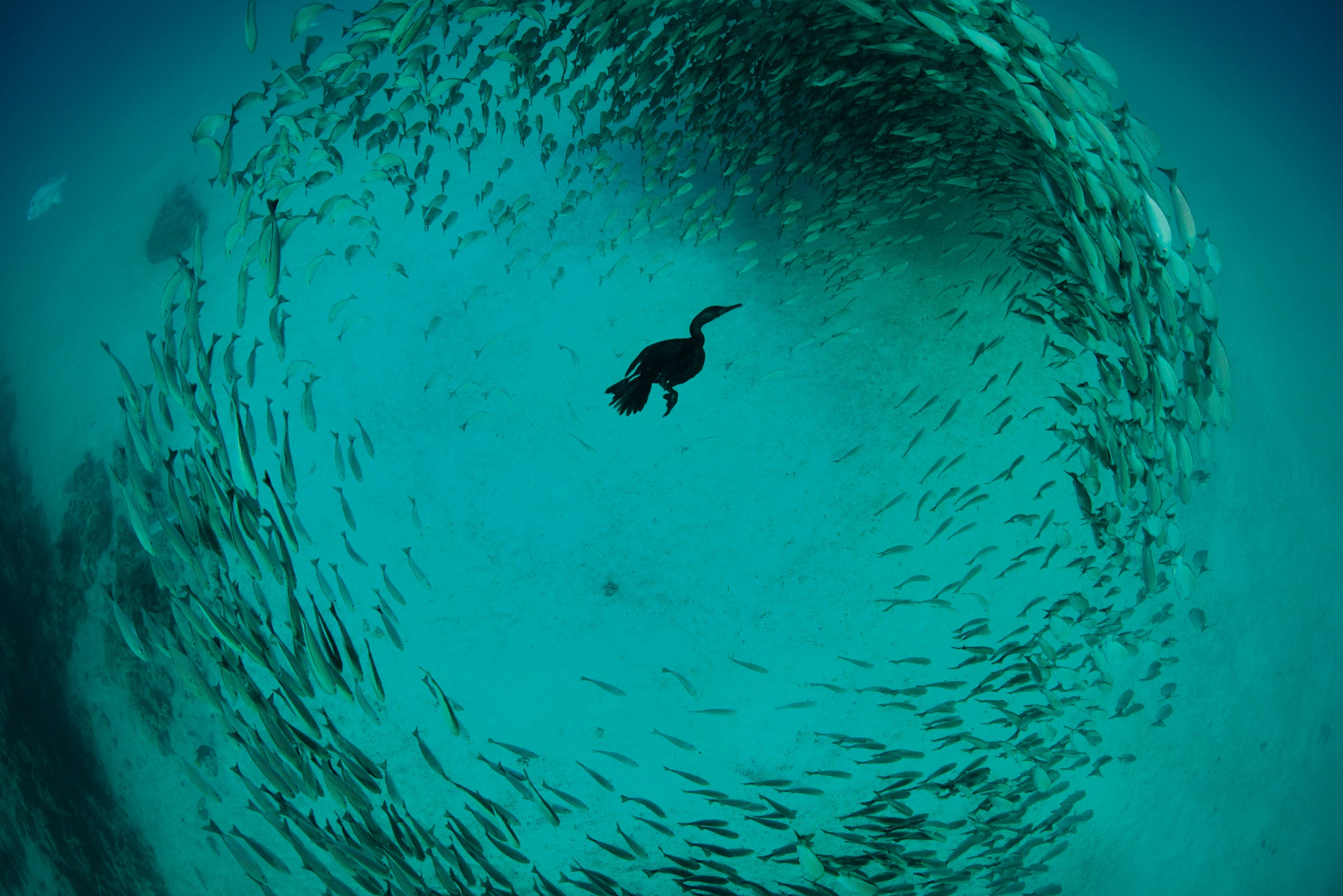 Double-crested Cormorant. Chris Gug/Audubon Photography Awards