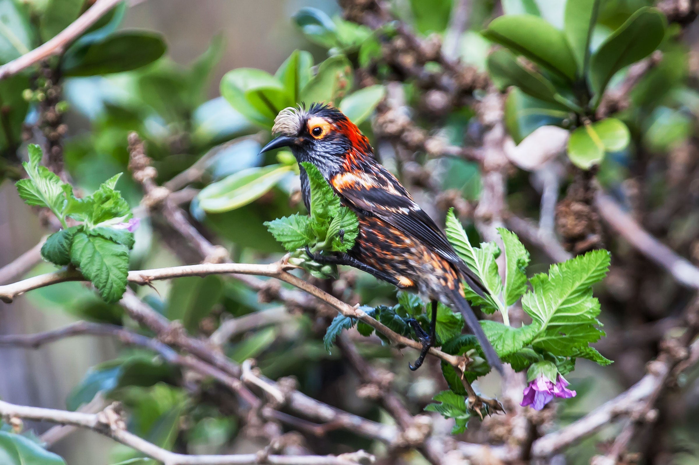 The critically endangered Crested Honeycreeper, locally known as the Akohekohe, is projected to lose more than 90 percent of its range. Robby Kohley