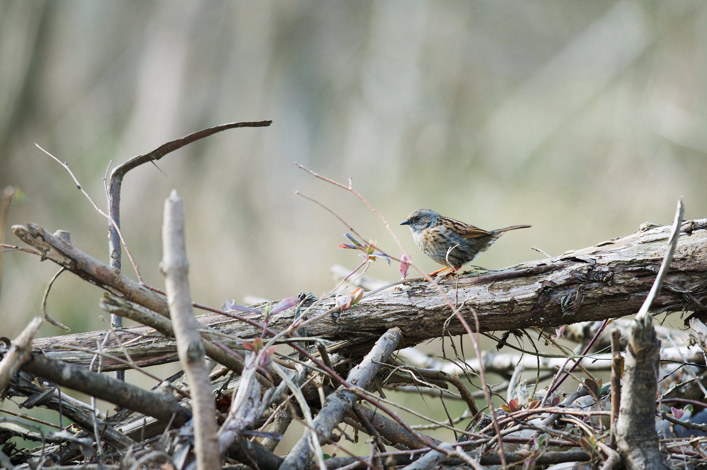 Dunnock. Steven Booth/Alamy