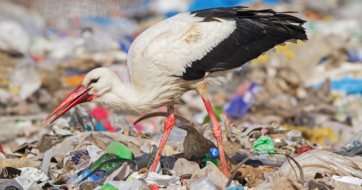Stork Addiction Storks Are Skipping Migration to Stay Home and Eat Garbage | Audubon