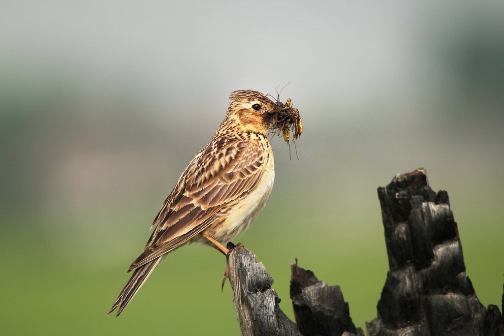 Sky Lark. The International Ornithological Congress currently calls it Eurasian Skylark. Anne Carrington-Cotton