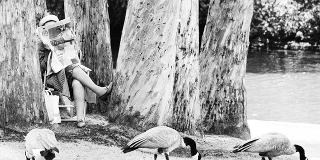 Can Geese Eat Bird Seed: Surprising Facts Every Owner Should Know