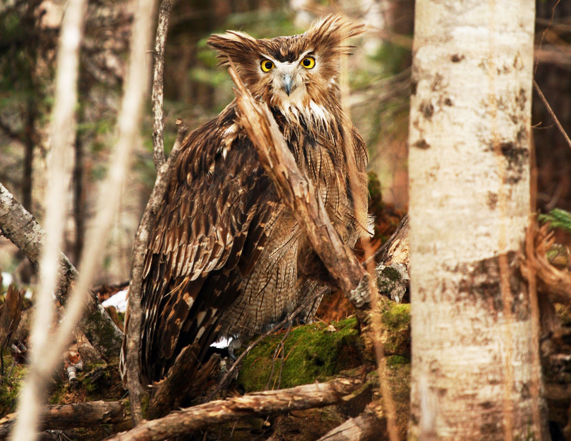 An adult female Blakiston’s Fish Owl. Jonathan Slaght/WCS Russia