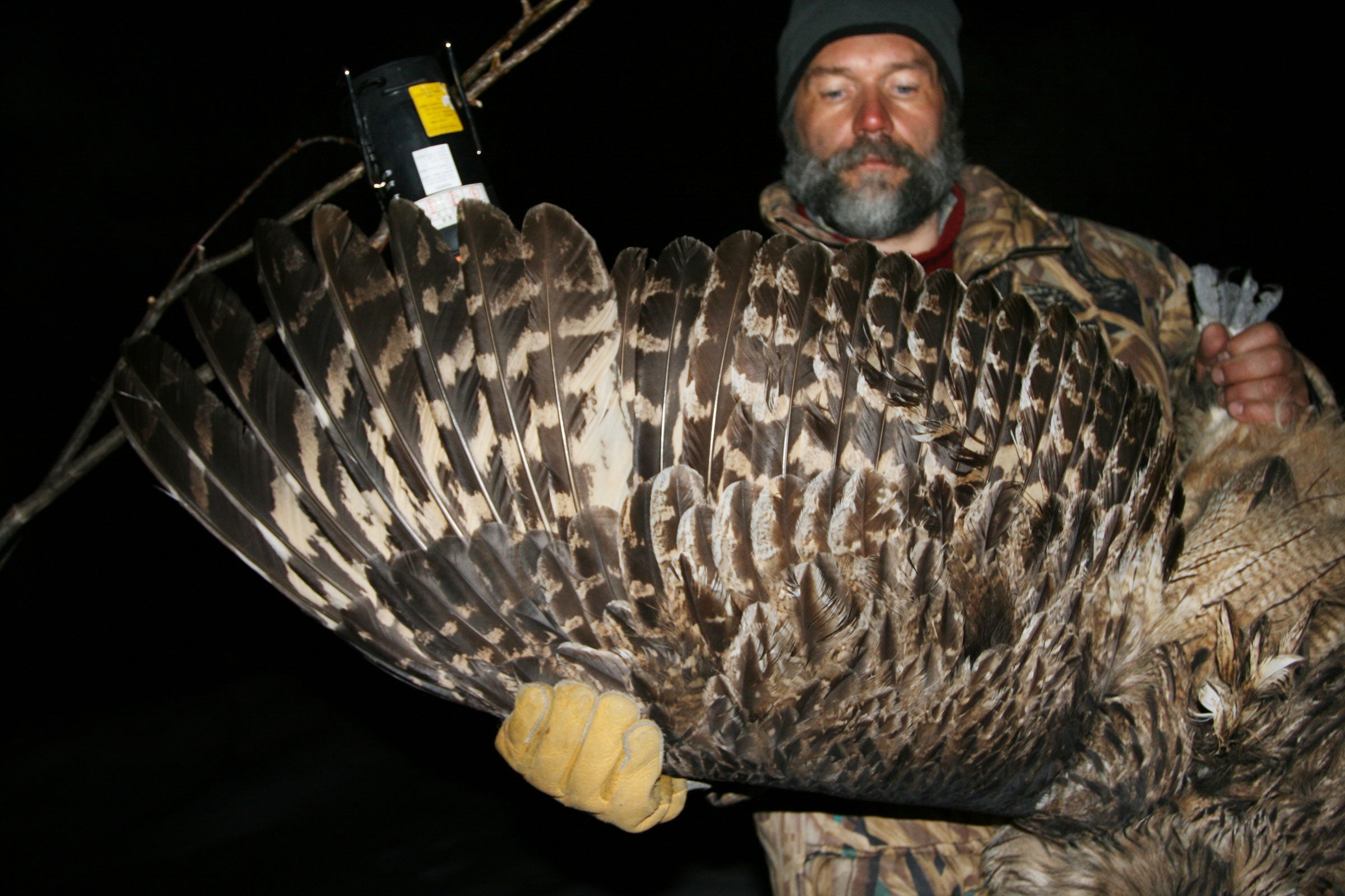 Andrei Katkov, one of the researchers, examines a Blakiston’s Fish Owl wing for molt. Jonathan Slaght/WCS Russia