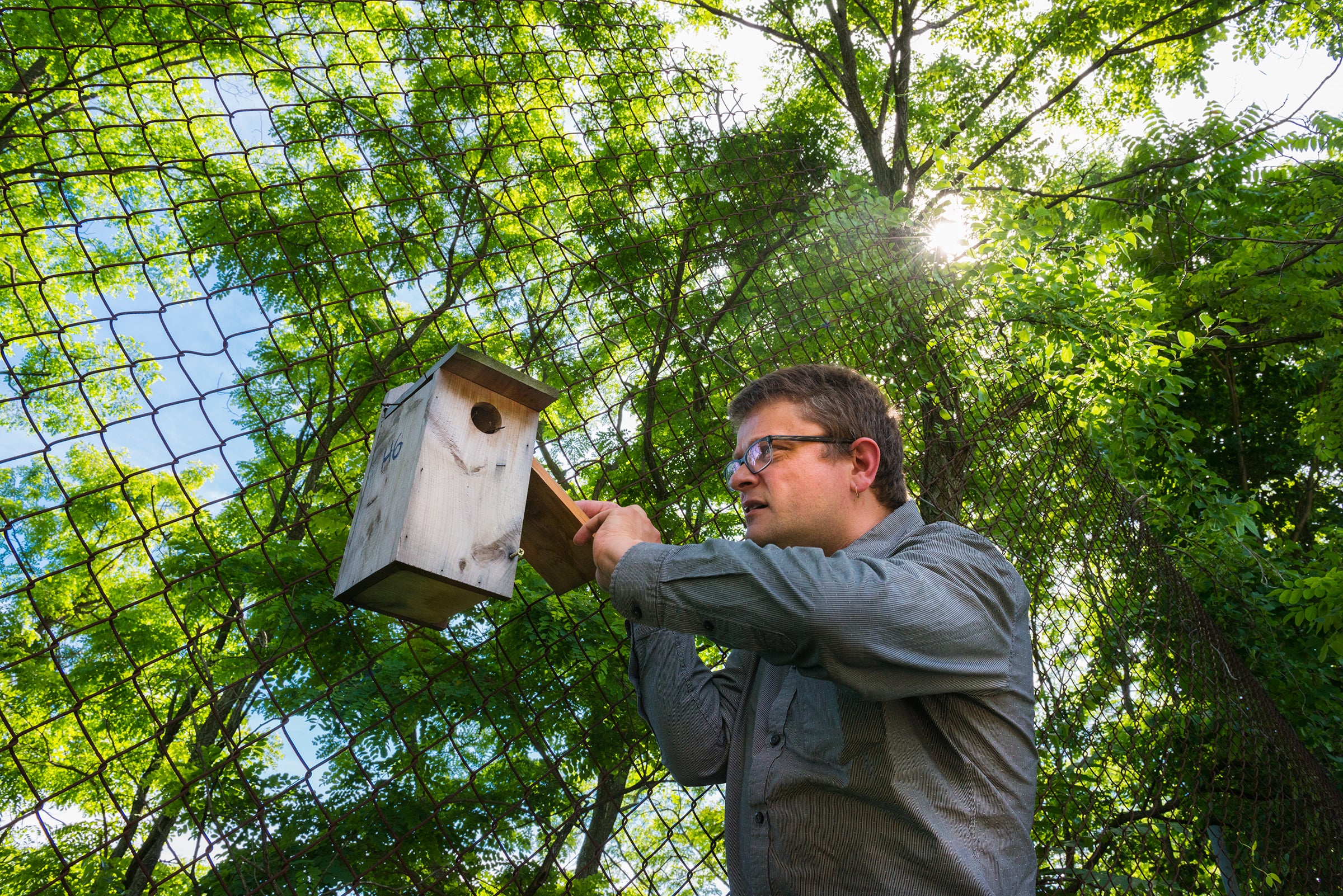 Mark Hauber uses a drill to to open a nest box in FreshKills. He will check the status of eggs and nestlings with a dental mirror or his iPhone. Diane Cook and Len Jenshel