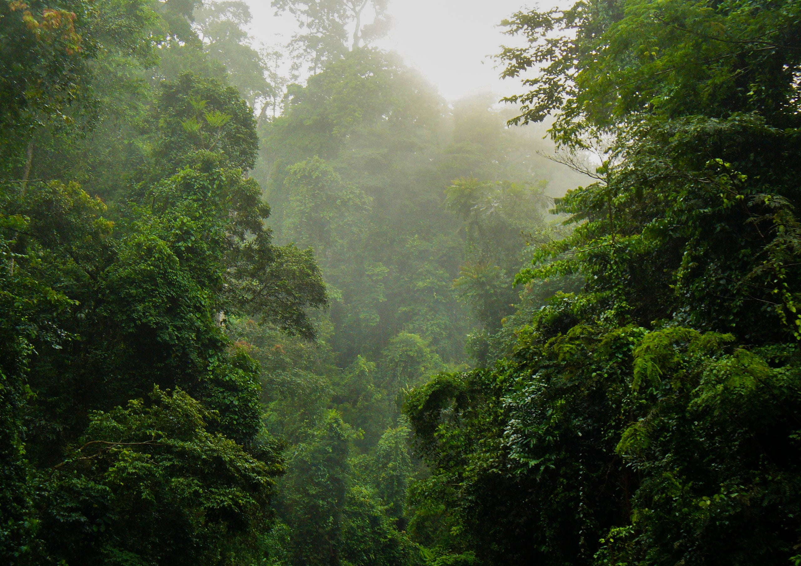 The rain forest in Ghana's Kakum National Park. Nicole Arcilla