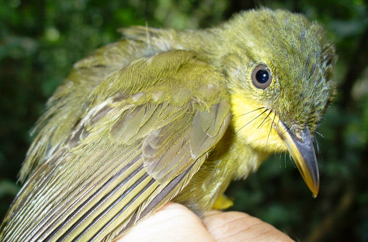 The Icterine Greenbul population declined by 90 percent over 15 years. Nicole Arcilla