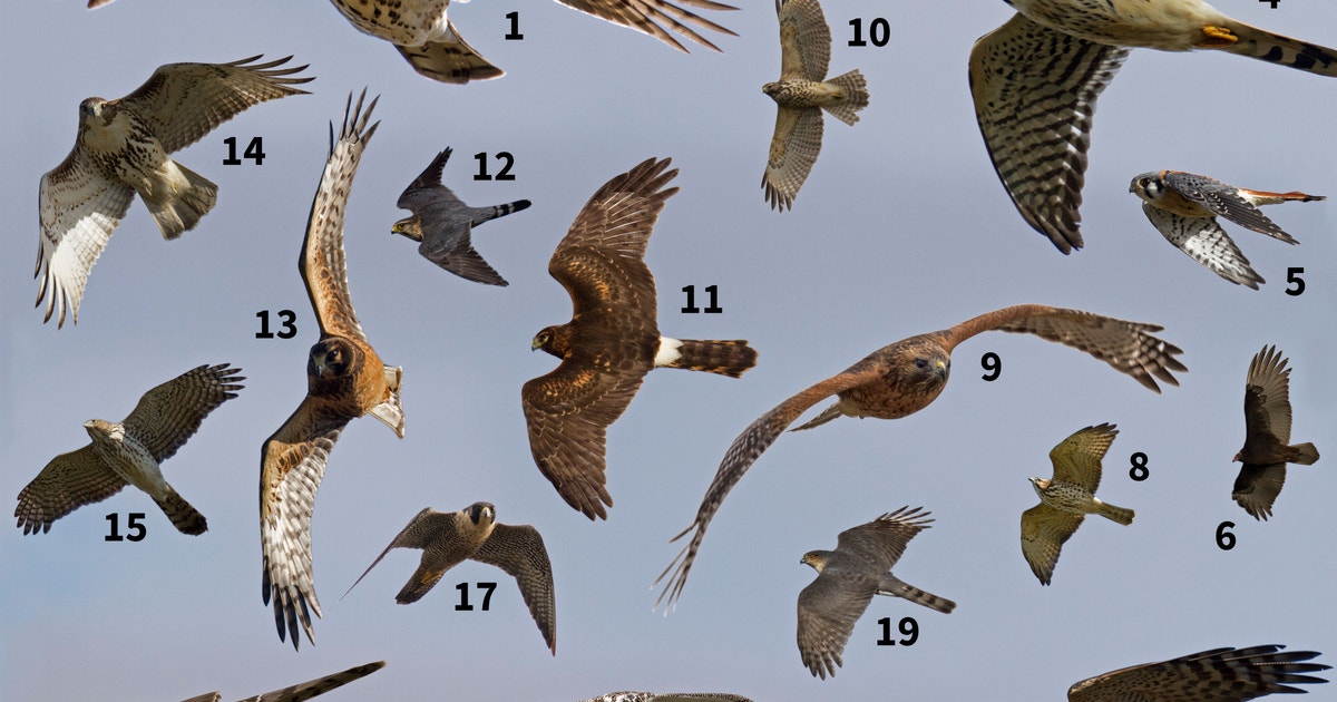Quiz: Identify Raptors in Flight | Audubon