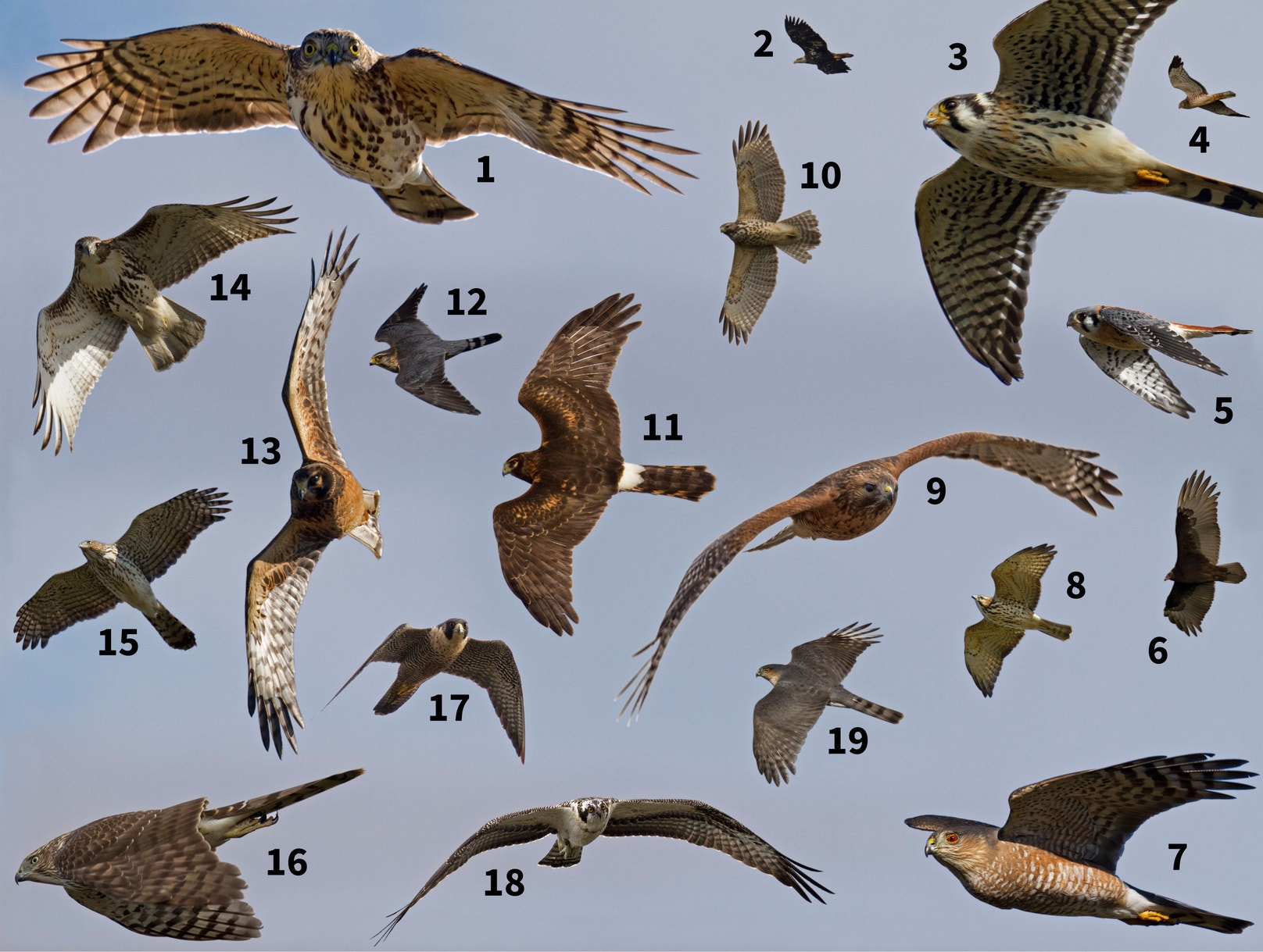 Quiz: Identify Raptors in Flight | Audubon