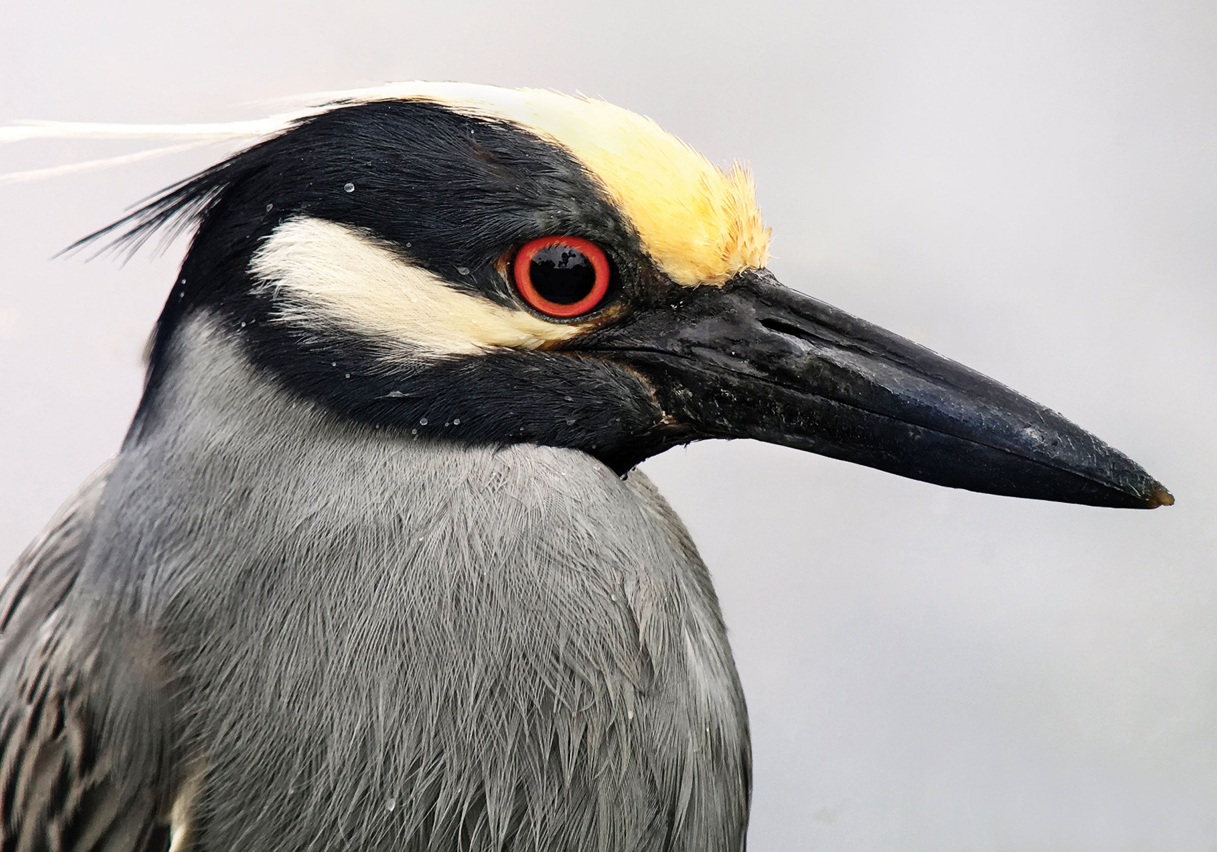 Yellow-crowned Night-Heron.