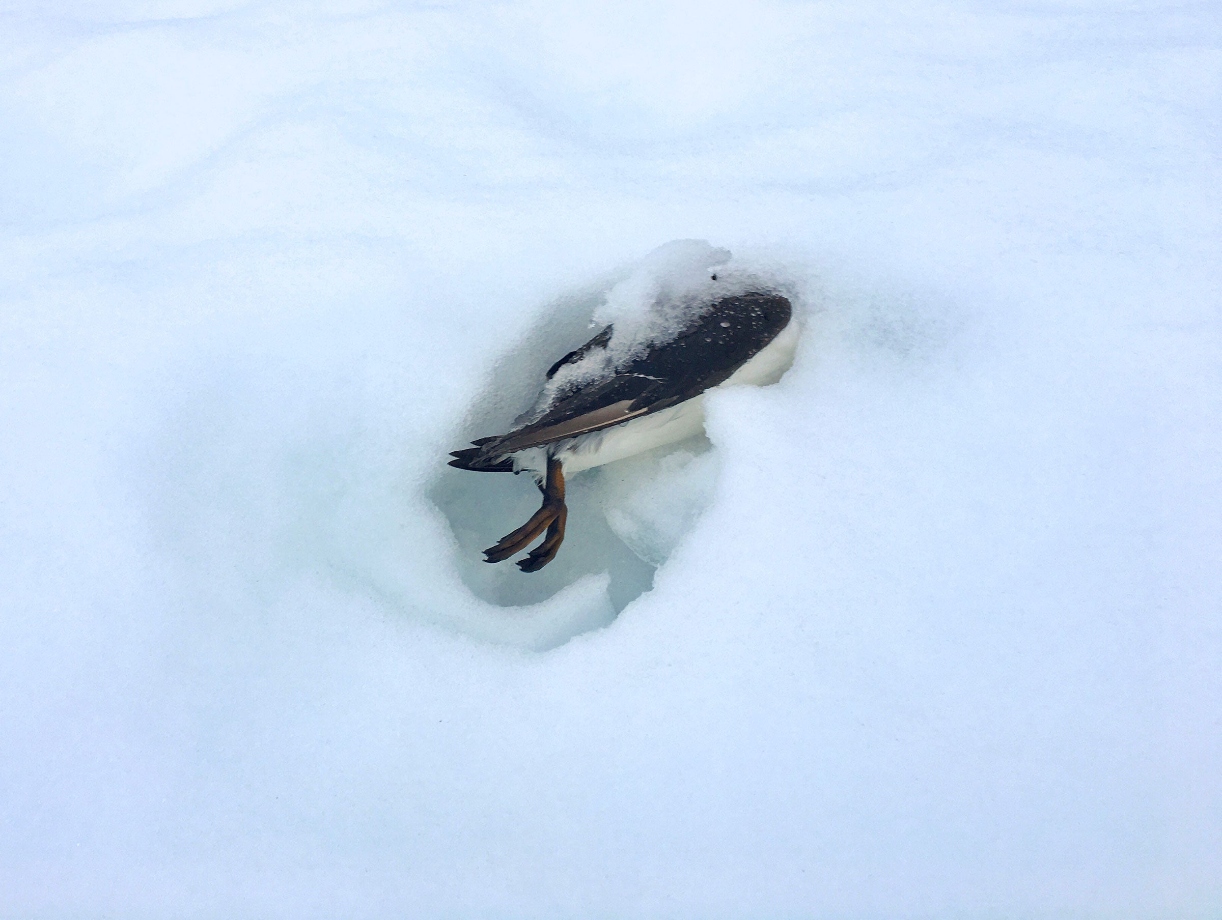 The number of dead Common Murres isn't expected to have a giant impact on the Alaskan population. Jeremy Irons