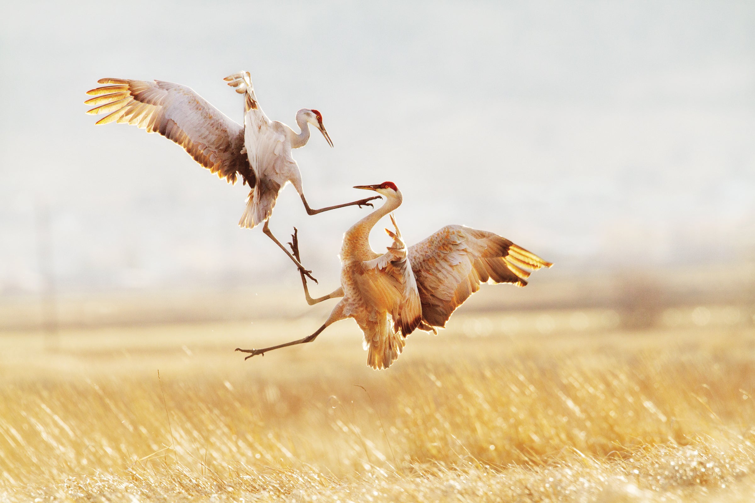 Sandhill Cranes. Jason Savage/Audubon Photography Awards