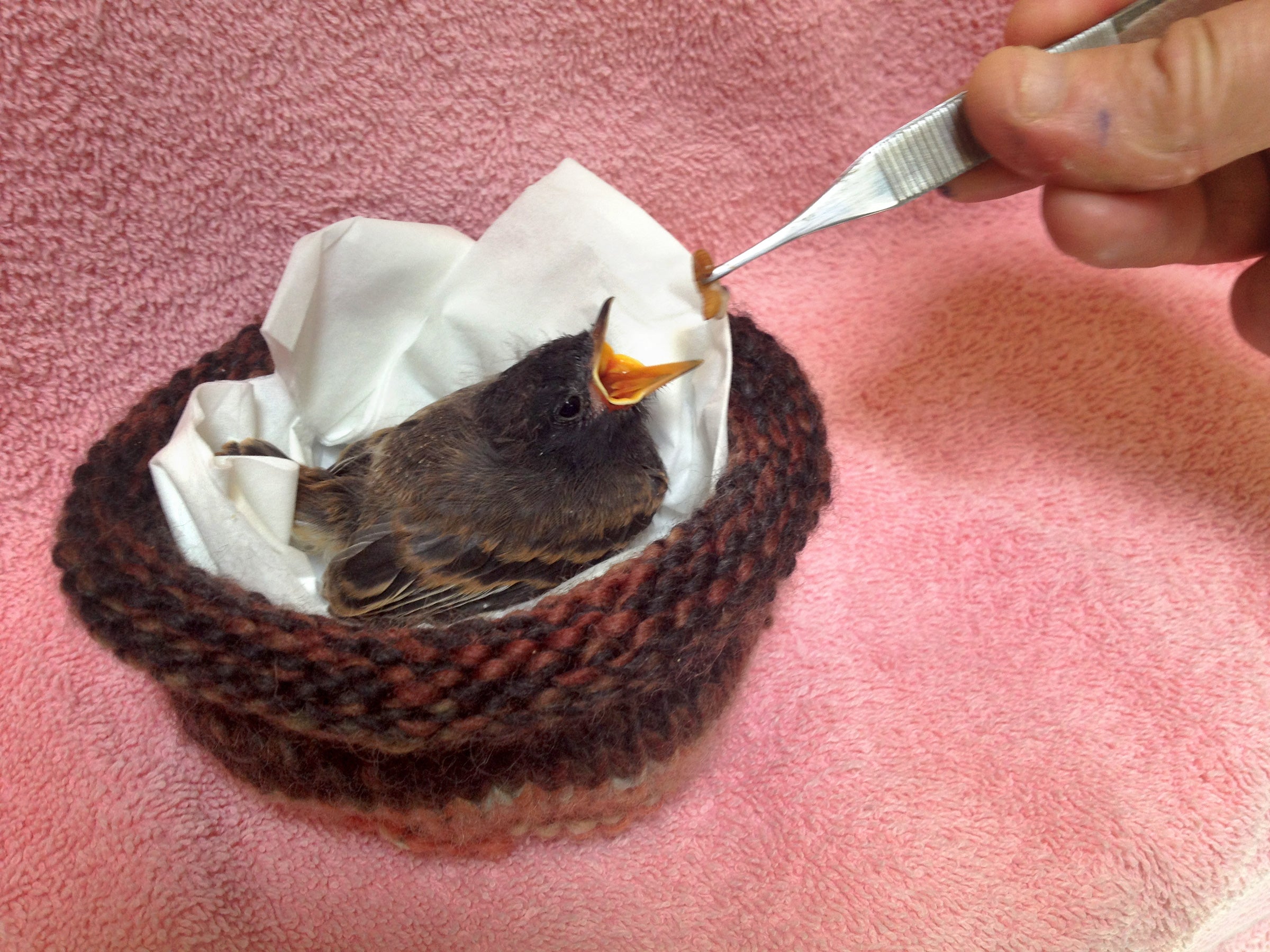 American Robin nestling. Melanie Piazza