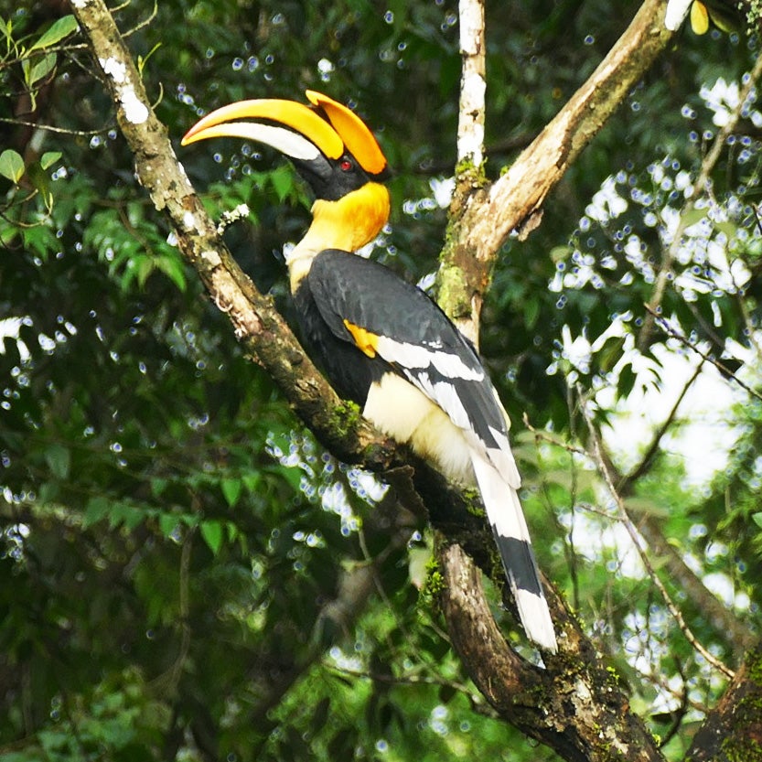 A Great Hornbill perches at Val Parai. Noah Strycker