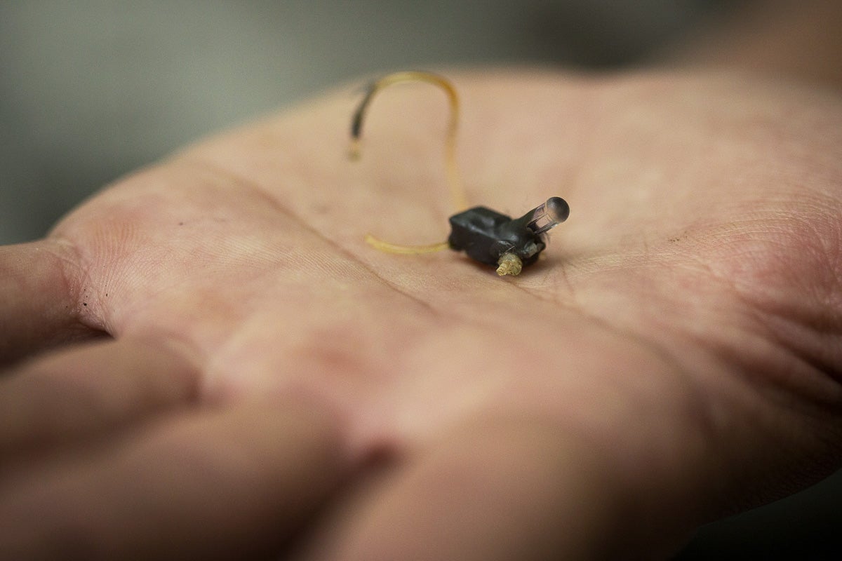 Longshot's recovered geolocator—the brown string held the device on the bird, the gray part contained the battery and storage unit, and the right side is the light sensing device. Mac Stone