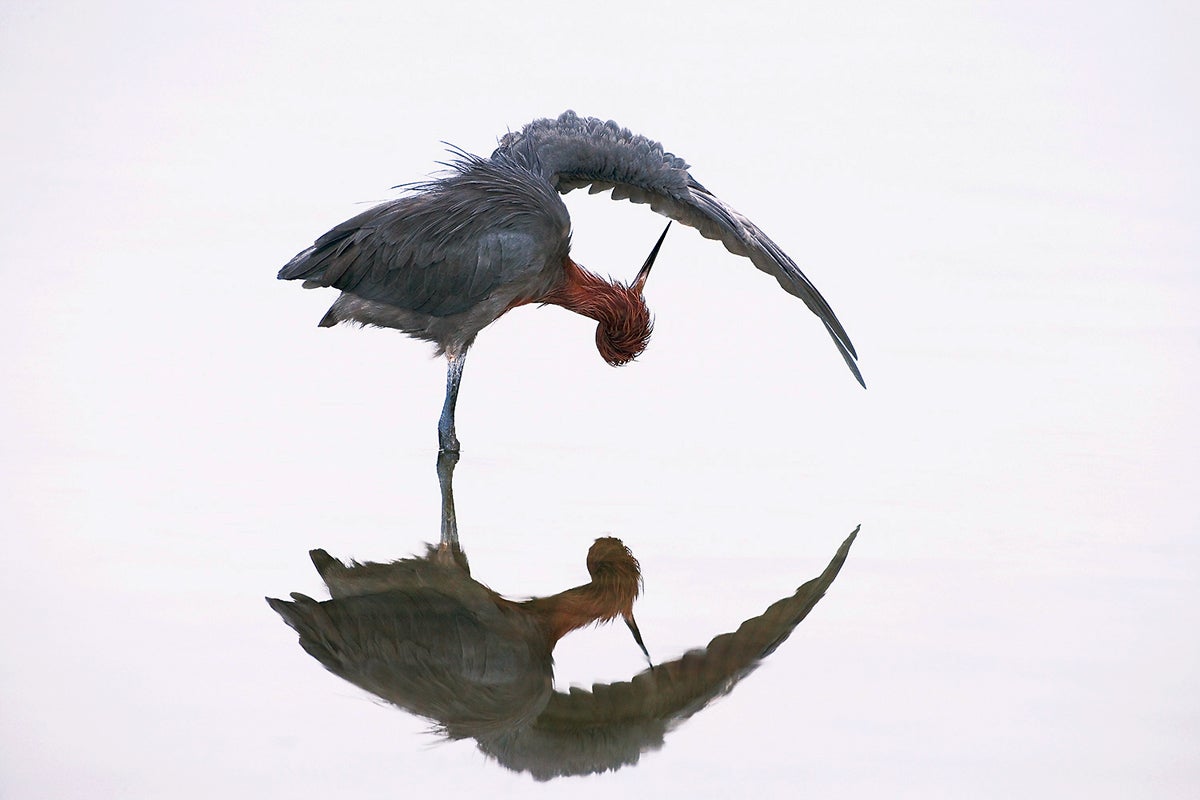 Reddish Egret. Marie Read/Audubon Photography Awards