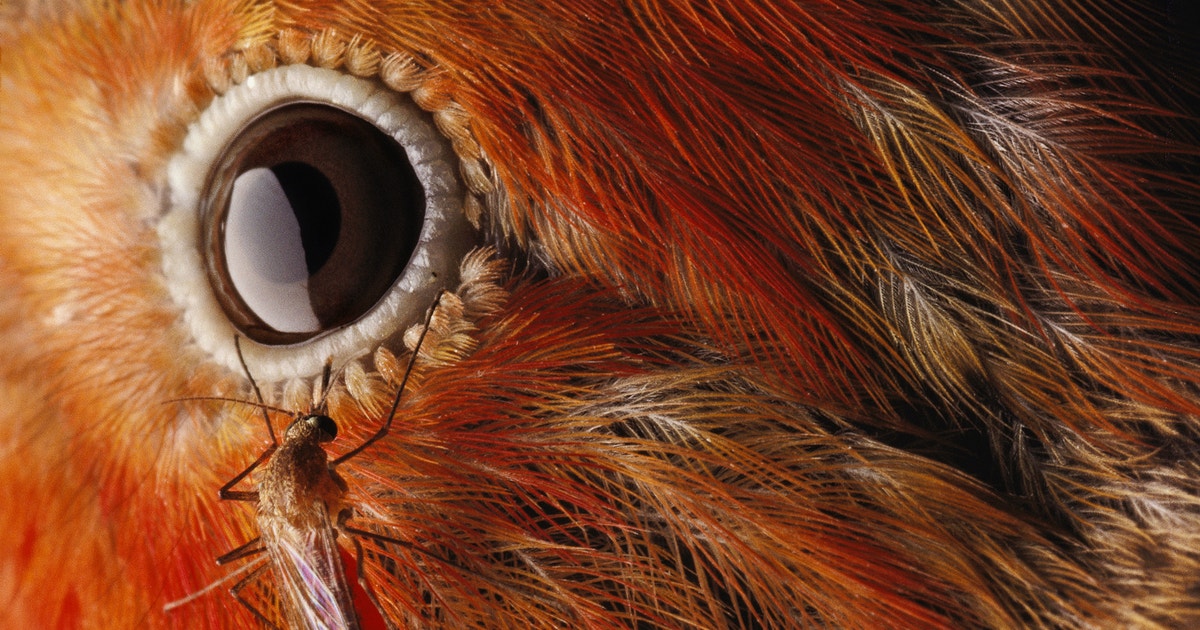 How to Treat Avian Malaria: Effective Tips for Healthy Birds