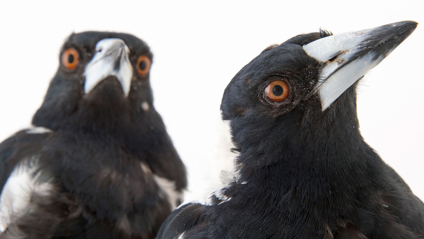 Bird IQ Tests: 8 Ways Researchers Test Bird Intelligence | Audubon