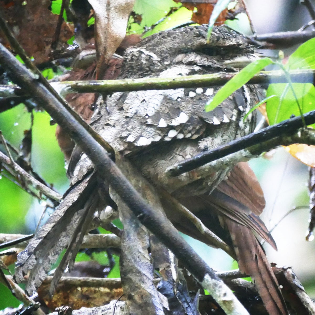 A pair of Sri Lanka Frogmouths, Noah's record-breaking 4,342nd bird of the year. Noah Strycker