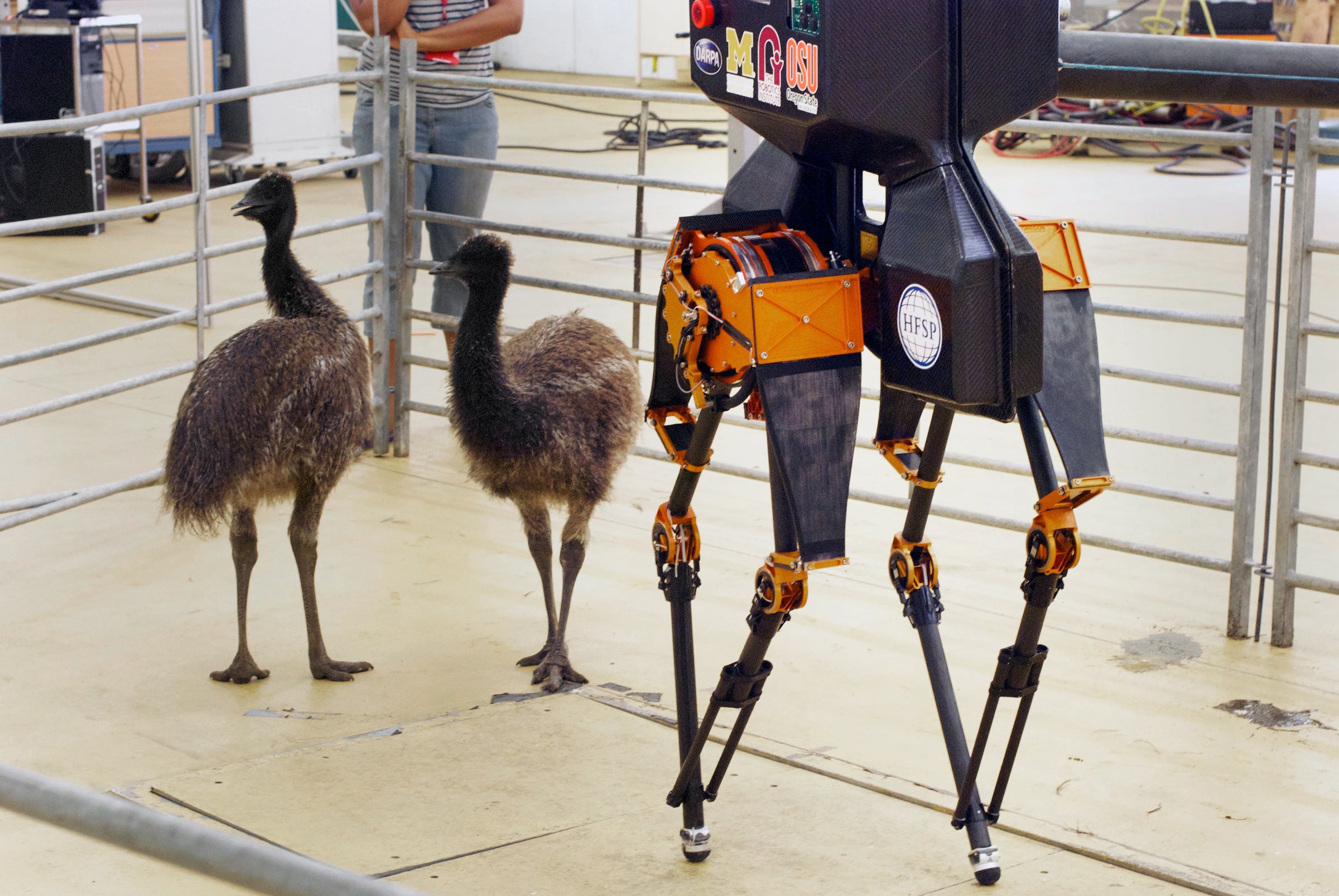 Young Emus—some of the birds that inspired the design—stand beside the ATRIAS. Dr. Alexander Spröwitz