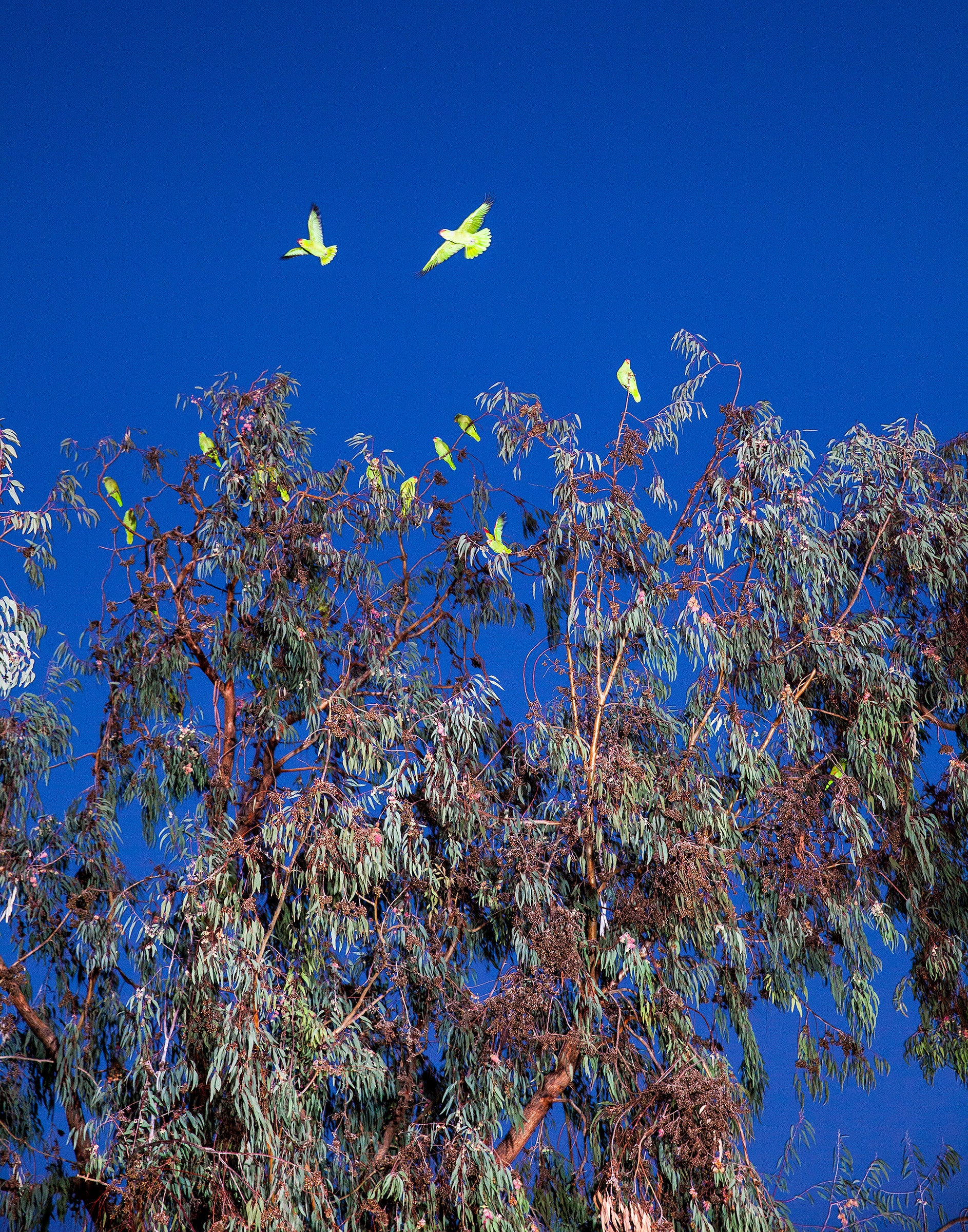 A flock of wild Amazons settles into a eucalyptus tree. Tom Fowlks