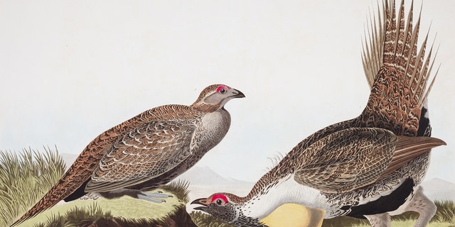 What Bird is Only in the Sagebrush Habitat: Discover the Unique Sage Grouse