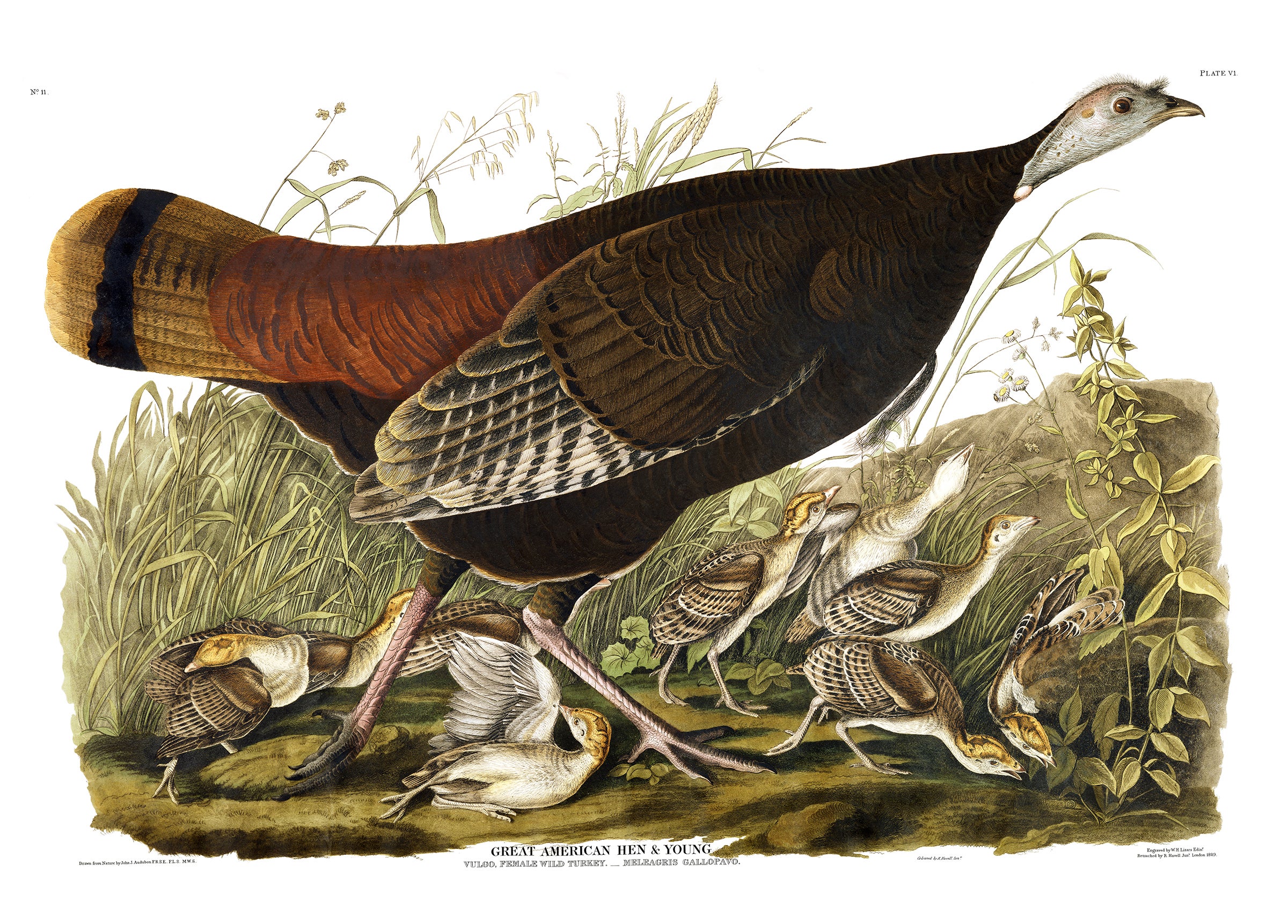 Illustration: John James Audubon