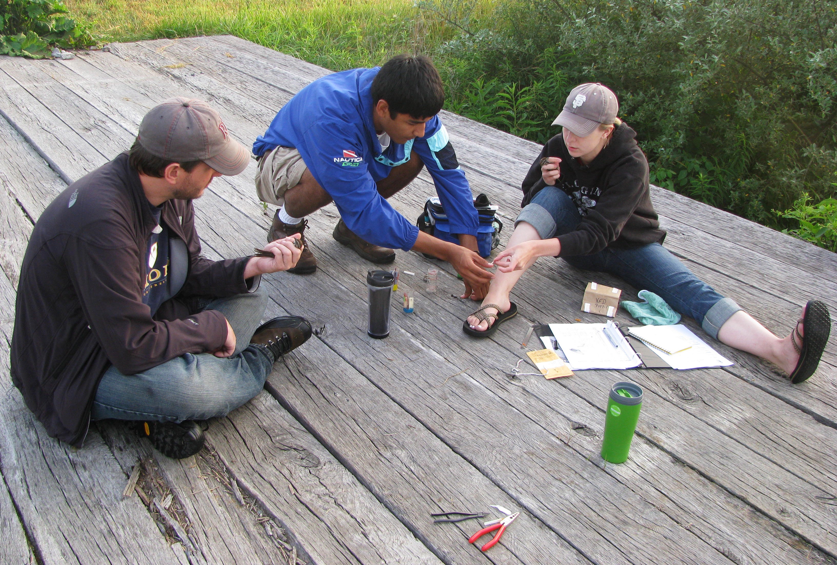 (Left to right) Jason Davis, Rene Vega, and Sarah Foltz taking measurements from song sparrows for the study at Kentland Farm in Virginia. Virginia Greene