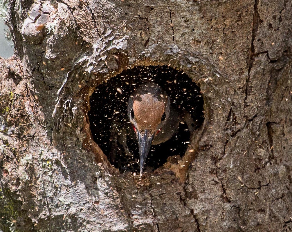 Northern Flicker. Richard Derevan/Audubon Photography Awards