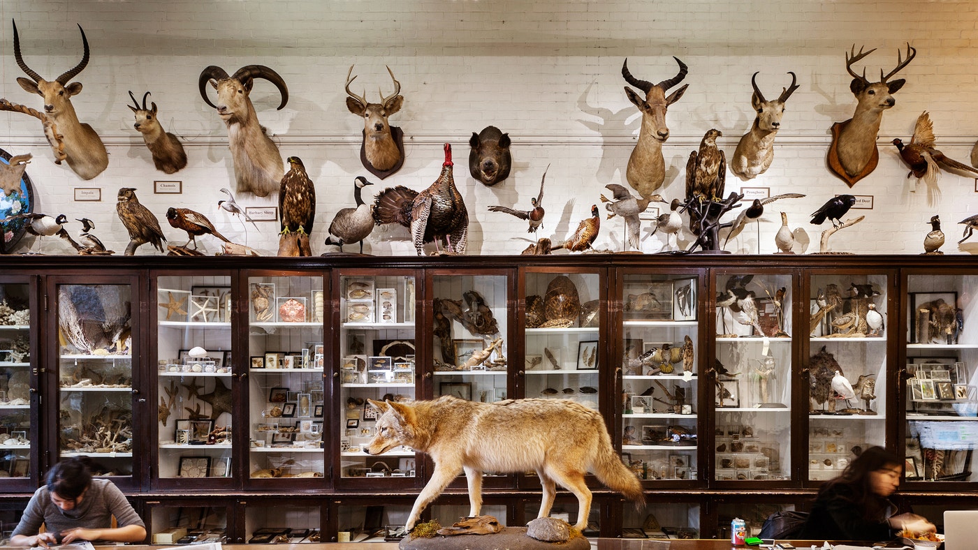 Skeleton Crew: The Bones and Bodies Behind RISD's Nature Lab | Audubon