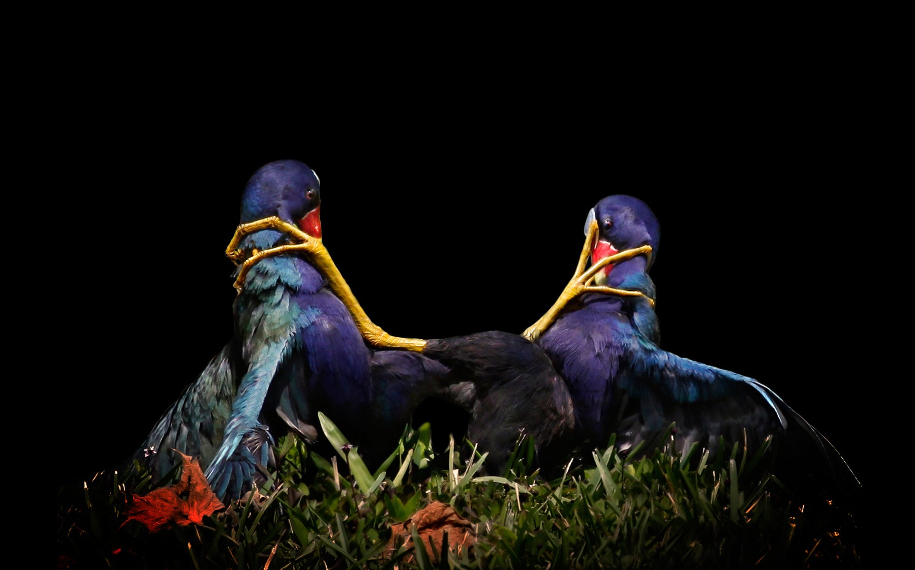 Purple Gallinule Mary Angela Luzader