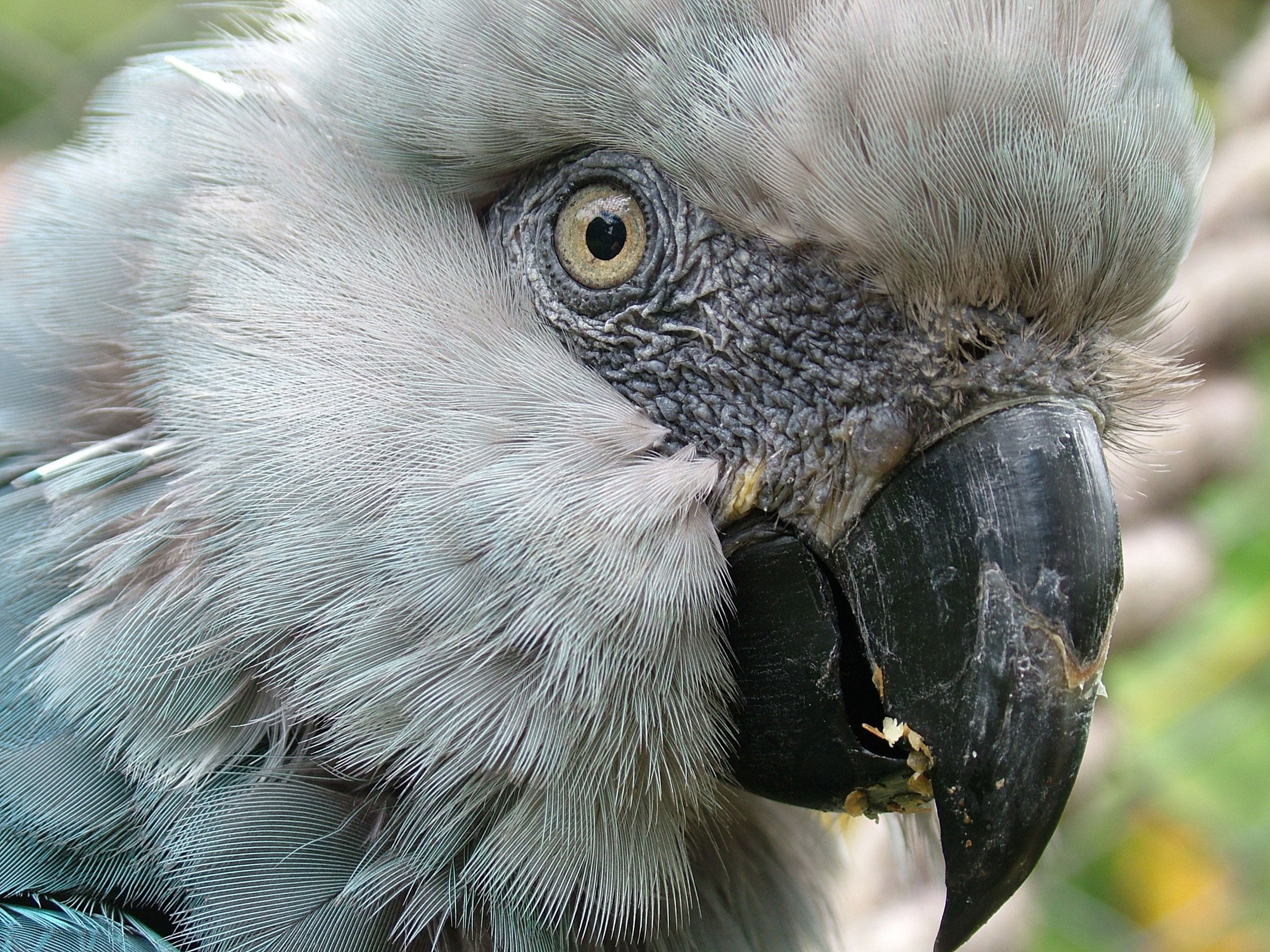 A captive Spix's Macaw named Presley emerged in Denver, Colorado, in 2002. Lymington Foundation
