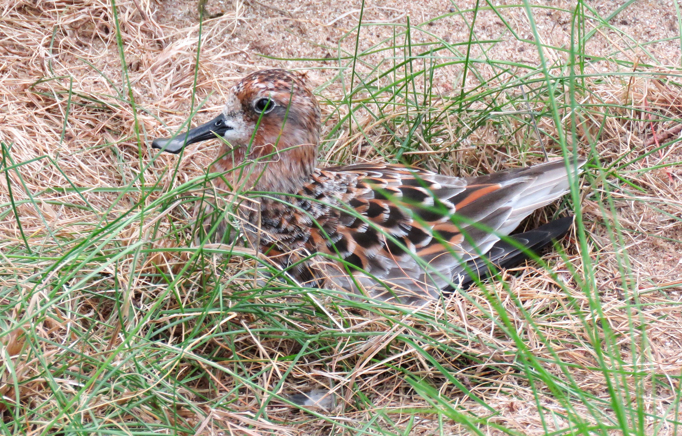 One of the proud egg layers on her nest. Courtesy of WWT